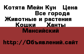 Котята Мейн Кун › Цена ­ 15 000 - Все города Животные и растения » Кошки   . Ханты-Мансийский